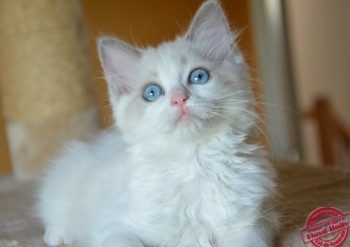 Inaya - chaton ragdoll blue bicolour - 10 semaines - Chatterie Ragdolls du Val de Beauvoir